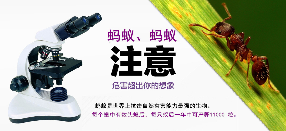 螞蟻危害超出你的想象。