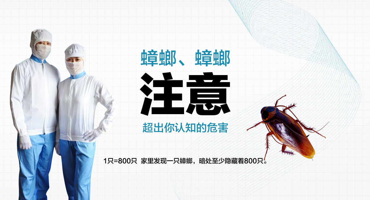 1只=800只 家里發(fā)現(xiàn)一只蟑螂，暗處至少隱藏著800只。